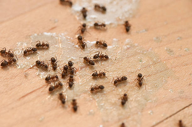 Best Bed Bug Extermination  in Thornwood, NY