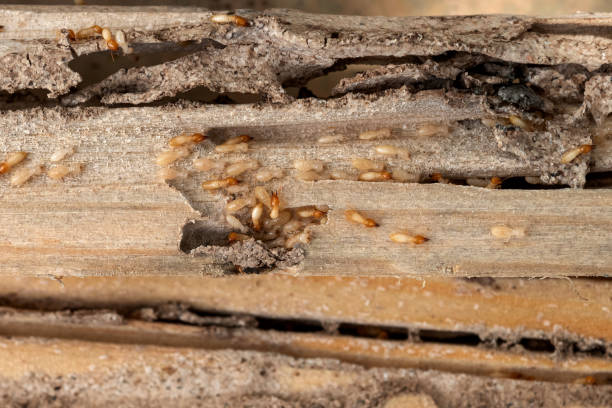 Reliable Thornwood, NY Pest Control Solutions
