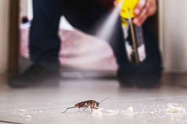 Best Spider Control Near Me  in Thornwood, NY