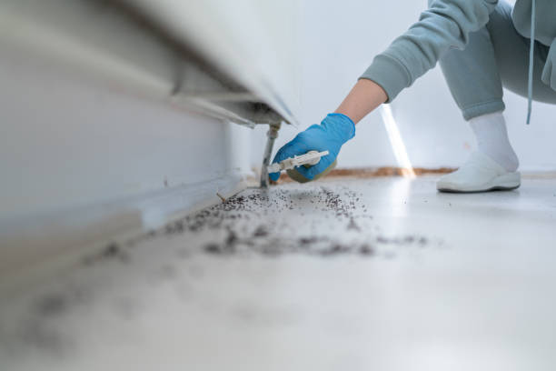 Best Termite Control Services  in Thornwood, NY